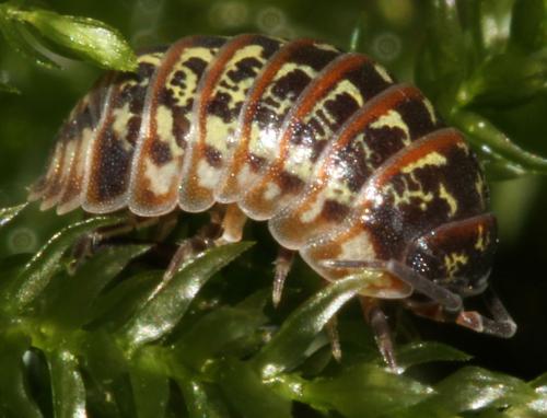 Armadillidium pictum